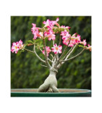 Adenium Plant (pink, pack of 2)