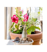 Adenium Plant (pink, pack of 2)