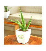 Aloe Vera Plant ( pack of 2)