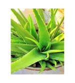 Aloe Vera Plant ( pack of 2)