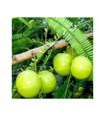 Amla Plant (pack of 2)