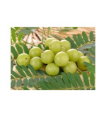 Amla Plant (pack of 2)