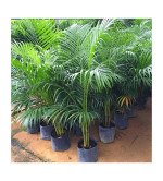 Areca plant ( pack of 2)