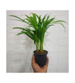 Areca plant ( pack of 2)