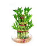 LUCKY BAMBOO PLANT WITH POT pack off 1