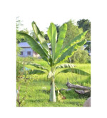 Banana Plant ( pack of 2 )