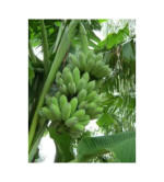 Banana Plant ( pack of 2 )