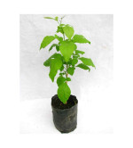 Bel Plant ( pack of 2)