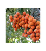 Betel Nut/Supari Plant ( pack of 2)