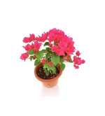 Bougainvillea Plant (pink, pack of 2)