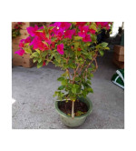 Bougainvillea Plant (pink, pack of 2)