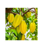 Carambola Grafted Plant ( pack of 2)