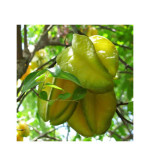 Carambola Grafted Plant ( pack of 2)