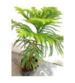 Christmas Tree Plant ( pack of 2)