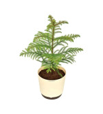 Christmas Tree Plant ( pack of 2)