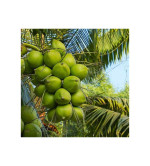 Coconut Plant (pack of 2)