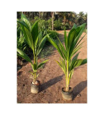 Coconut Plant (pack of 2)