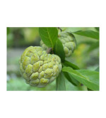 Custard Apple Plant (pack of 2)