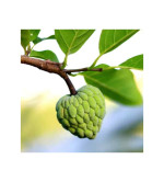 Custard Apple Plant (pack of 2)