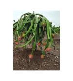 Dragon Tree  ( pack of 2)