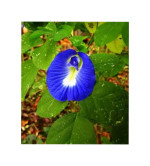 Aparajita/ Butterfly Pea Plant ( pack of 2)