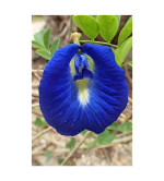 Aparajita/ Butterfly Pea Plant ( pack of 2)