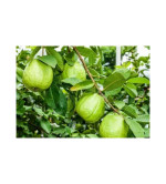 Guava Plant (PACK OF 2)