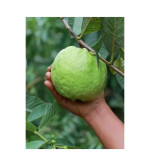 Guava Plant (PACK OF 2)