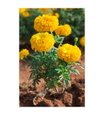 MARIGOLD PLANT (PACK OF 2)