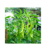 CHILLI PLANT (PACK OF 2)