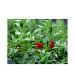 CHILLI PLANT (PACK OF 2)