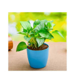 Money Plant  (Pack of 2)