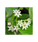 Night Bloom Jasmine Plant  (Pack of 2)