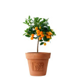 Orange Plant (pack of 2)