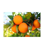 Orange Plant (pack of 2)