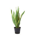 Snake Plant  (Pack of 2)