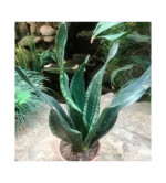 Snake Plant  (Pack of 2)