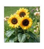 SUNFLOWER PLANT ( PACK OF 2)