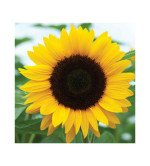 SUNFLOWER PLANT ( PACK OF 2)