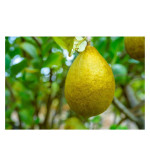 Sweet Lemon Plant  ( Pack of 2)