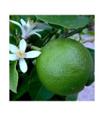 Sweet Lemon Plant  ( Pack of 2)