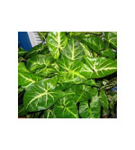 Syngonium Plant  (Pack of 2)