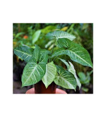 Syngonium Plant  (Pack of 2)