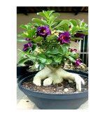 Adenium Plant  ( Pack of 2)