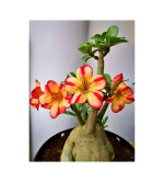 ADENIUM PLANT (PACK OF 2)