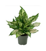 AGLAONEMA PLANT (PACK OF 2)