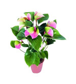 Anthurium Plant  (Pack of 2)