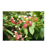 Madhumalti/Rangoon Creeper  (Pack of 2)