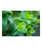 Mint Plant  (Hybrid, Pack of 2)