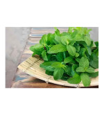 Mint Plant  (Hybrid, Pack of 2)